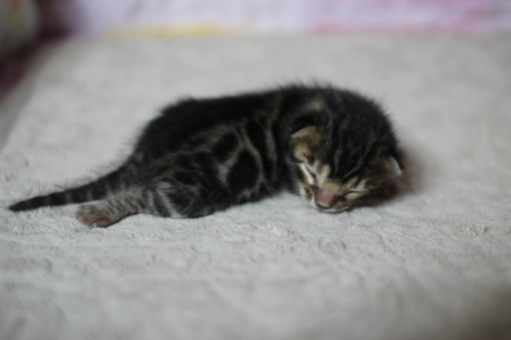 실버뱅갈고양이 꼬물이들 탄생 샤샤샷 관련 이미지 19