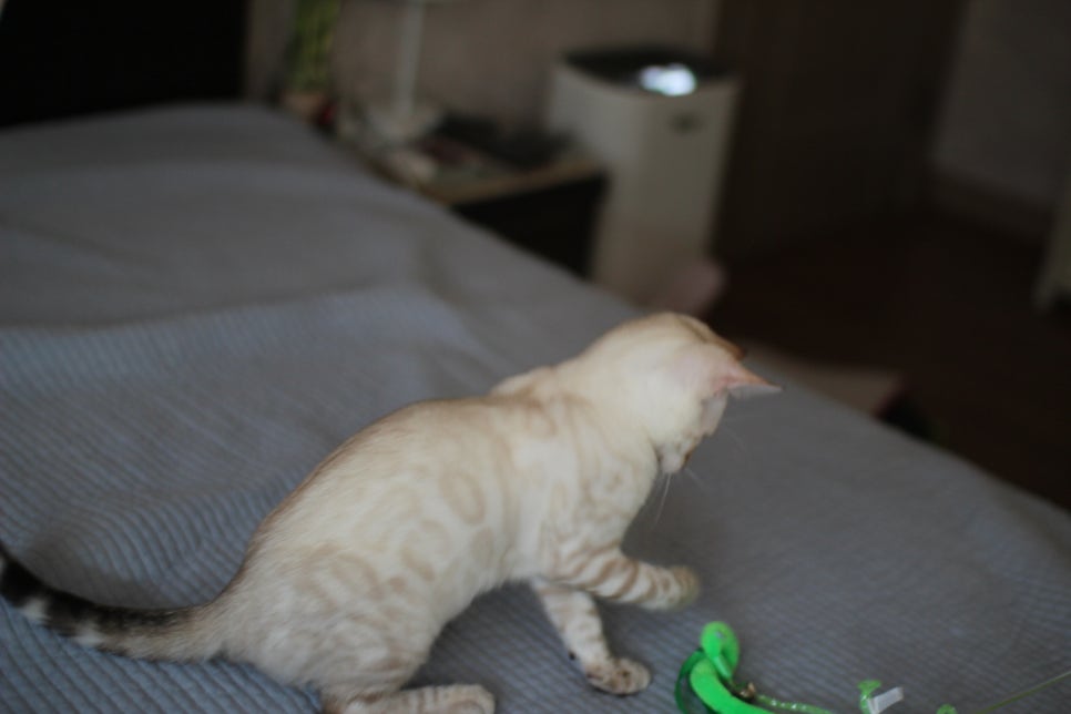 말괄량이 우량아 스노우뱅갈고양이 여아예요~ 관련 이미지 3