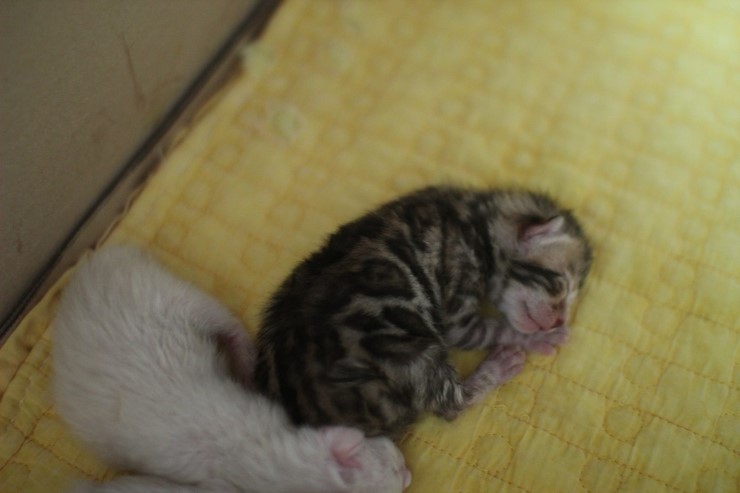 뱅갈고양이 소유캐터리 출산소식~ 관련 이미지 4