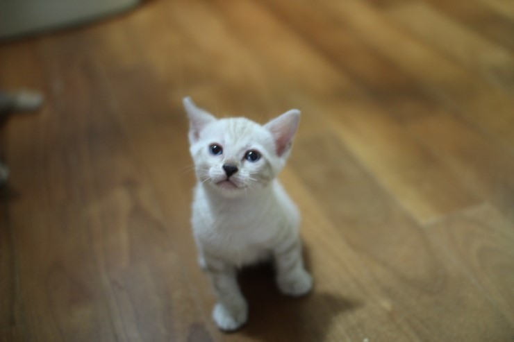 하얀 눈꽃송이 스노우뱅갈고양이 꼬맹이 여아예요 관련 이미지 5