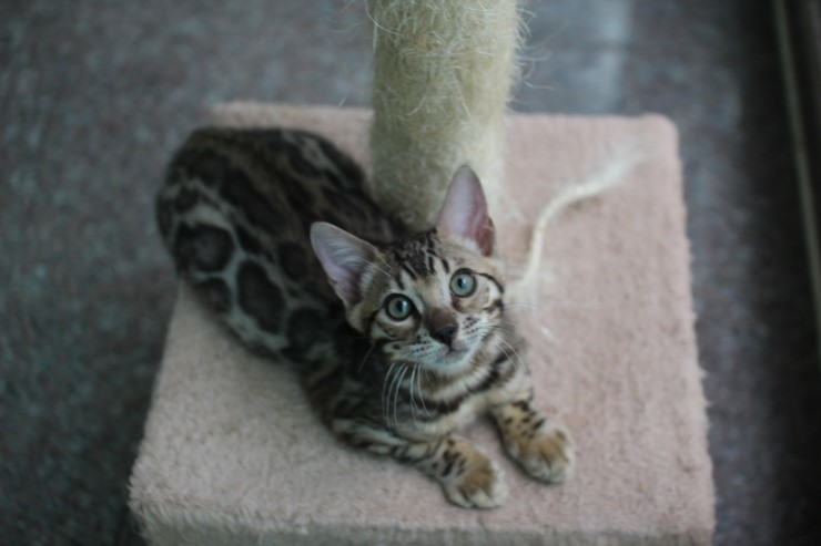 뱅갈고양이 남아 동글이 분양 합니다~ 관련 이미지 1