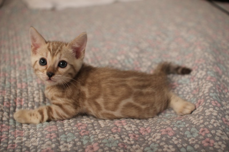 뱅갈고양이분양 초미묘들 등장이요 관련 이미지 9