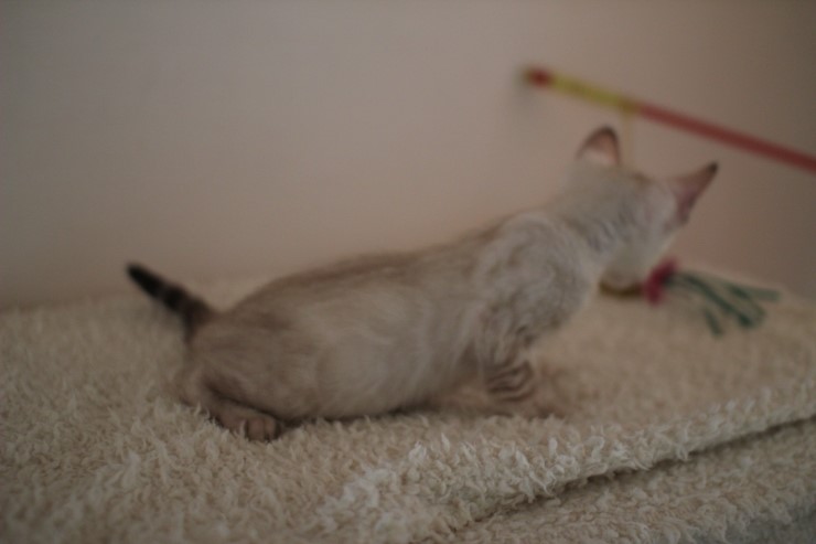 실링스 뱅갈고양이 키퍼 여아 많이 컸어요~ 관련 이미지 3