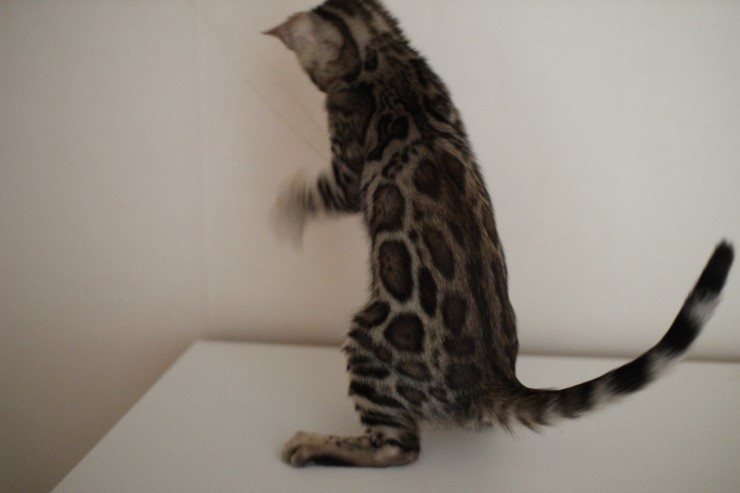 뱅갈고양이 남아 동글이 분양해요~^^ 관련 이미지 7