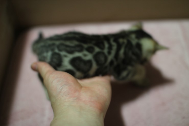 뱅갈고양이 분양 꼬맹이 자매예요~ 관련 이미지 3