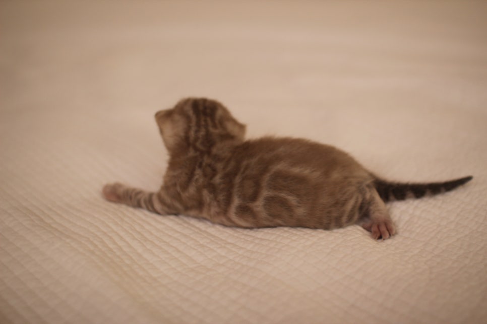 고퀄리티 스노우뱅갈고양이 아이들 분양합니다~ 관련 이미지 17