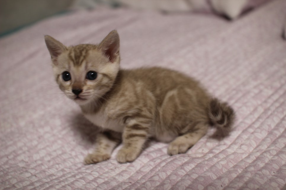 실밍크 뱅갈고양이 요정으로도 부족한 미묘 여아에요~ 관련 이미지 6