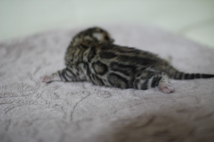 뱅갈고양이 실버랑 브라운 꼬물이 관련 이미지 9