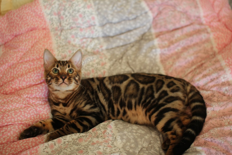 완전완전 개냥이 건강한 근육질 뱅갈고양이 남아 분양해요~ 관련 이미지 2