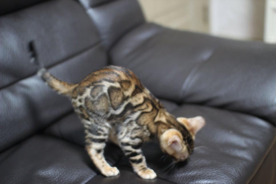 뱅갈고양이분양 장군이,아롱이, 탑식이~ 관련 이미지 3