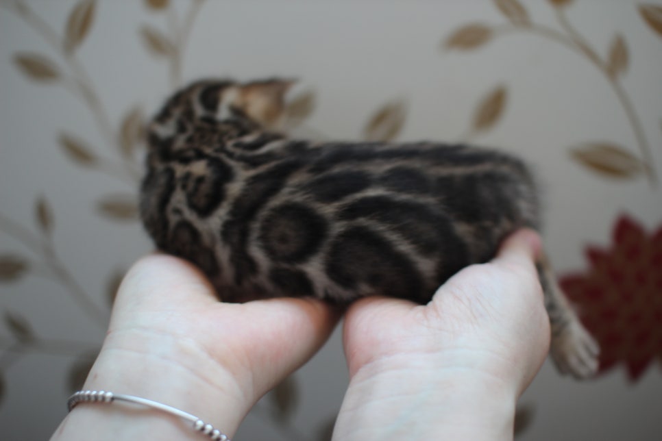 어메이징 브라운 뱅갈고양이 삼형제예요~ 관련 이미지 4