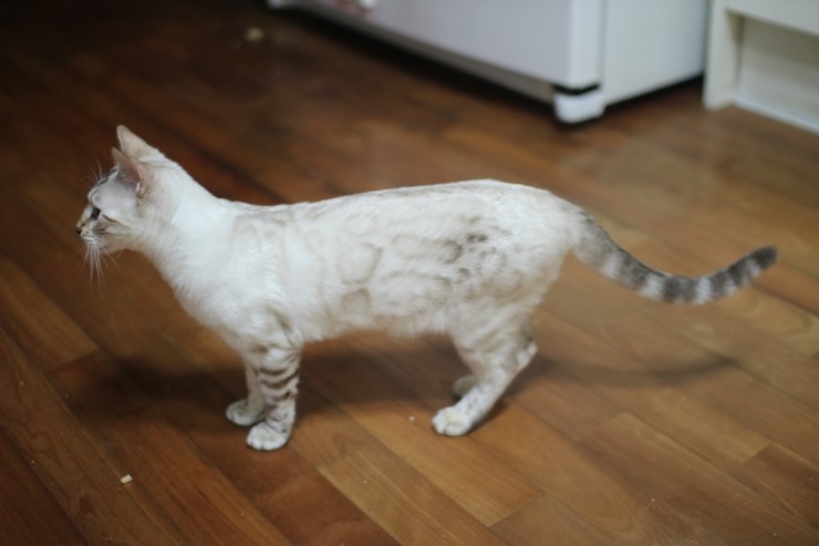 뱅갈고양이 클라우드 로젯 여아들~ 관련 이미지 6