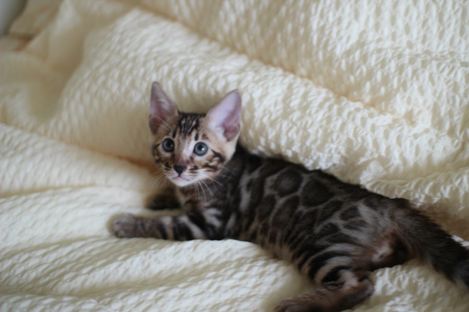 뱅갈고양이 막둥이 분양해요~ 관련 이미지 15