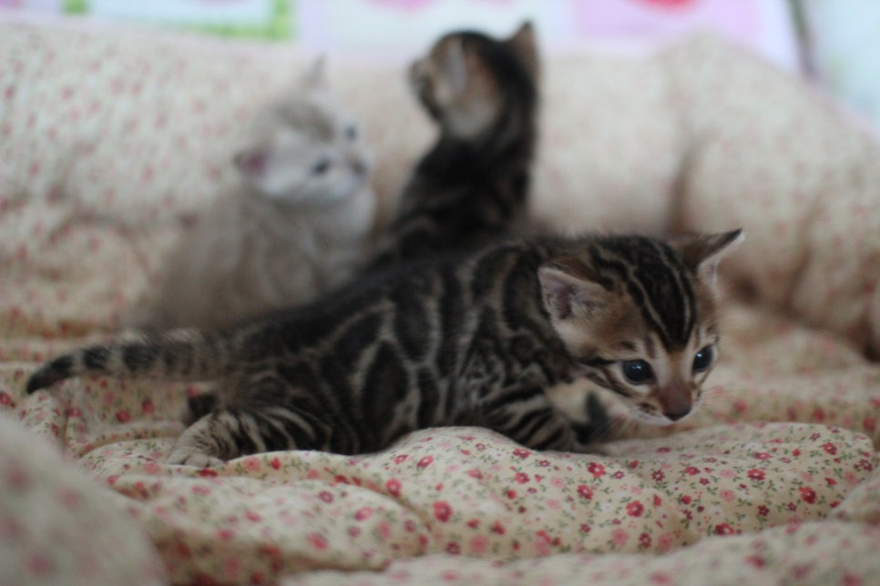 뱅갈고양이 꼬맹이들 사진전 ㅎㅎ 관련 이미지 26