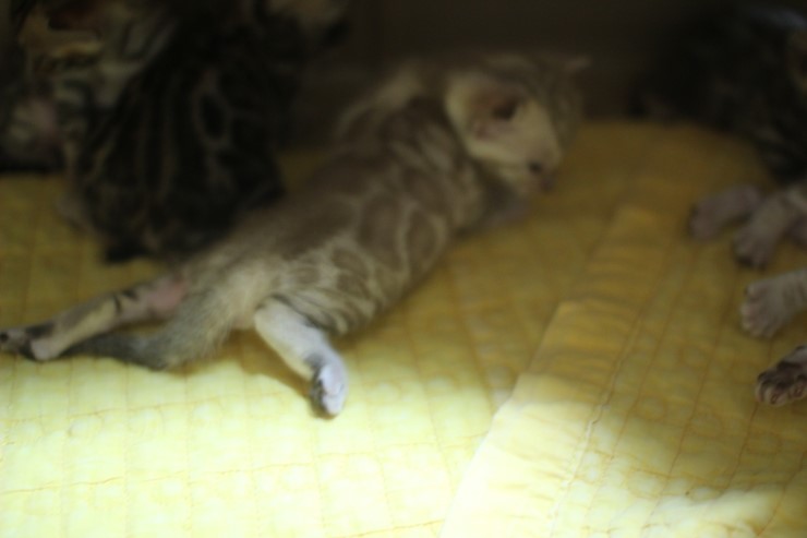 스노우 밍크 뱅갈고양이 남아 예약 분양 합니다~ 관련 이미지 6