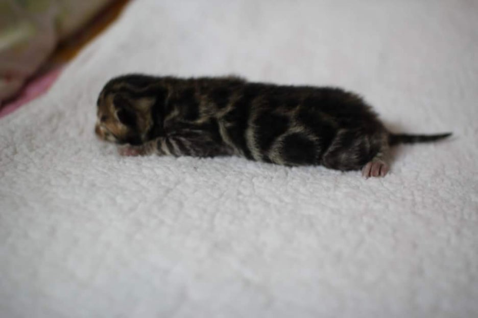 빅로젯 브라운 뱅갈고양이 보이예요~ 관련 이미지 2