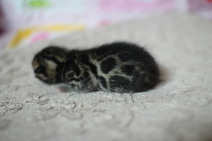 실버뱅갈고양이 꼬물이들 탄생 샤샤샷 관련 이미지 24