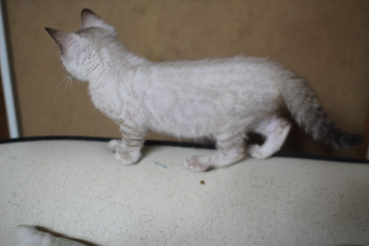 실링스 뱅갈고양이 키퍼여아 입니다~ 관련 이미지 10