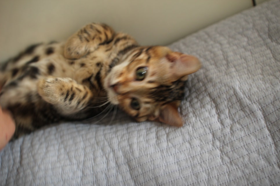 꾹꾹이 머신 뱅갈고양이 남아예요~ 관련 이미지 5