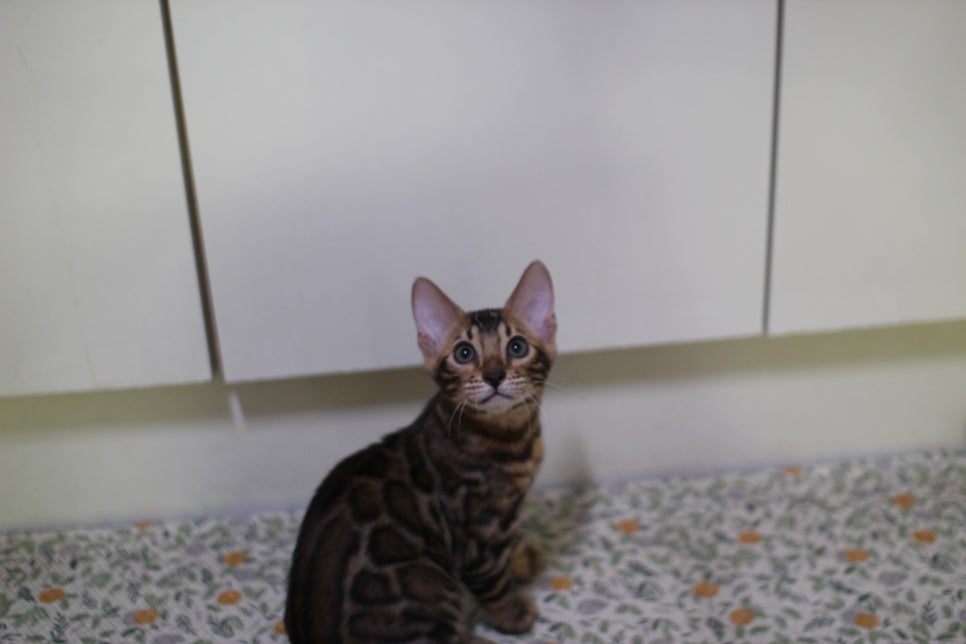 뱅갈고양이 분양중인 아이들 입니다~ 관련 이미지 7