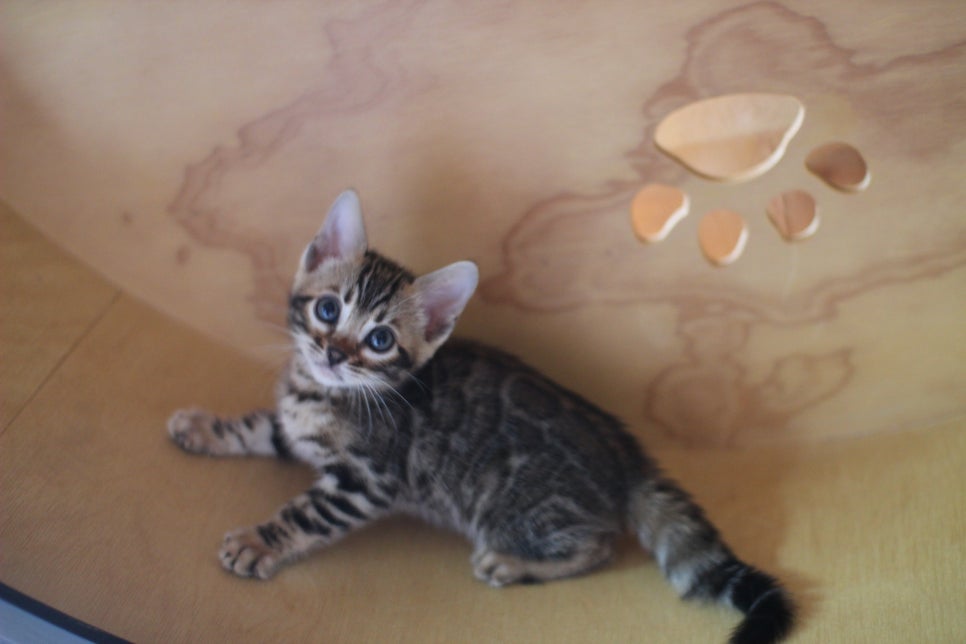 뱅갈고양이분양 무늬와 건강이 최고 관련 이미지 4