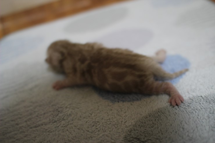 실밍크 스노우 뱅갈고양이 꼬물이 남아 입니다~ 관련 이미지 15