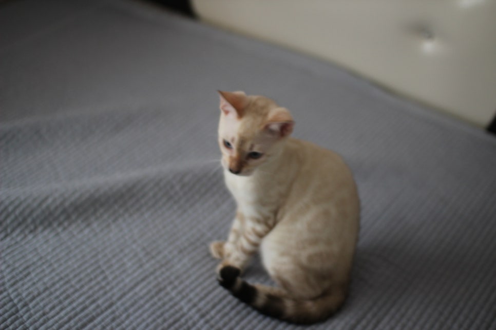 스노우뱅갈고양이 덩치 큰 여아예요~ 관련 이미지 6