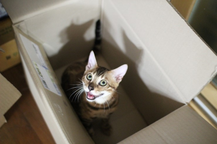 귀염둥이 뱅갈고양이 남아 워리어예요~ 관련 이미지 3