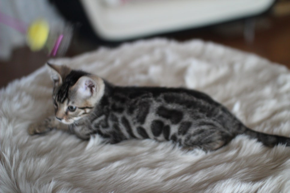 뱅갈고양이분양 멋진 빅로젯 아이들~ 관련 이미지 36