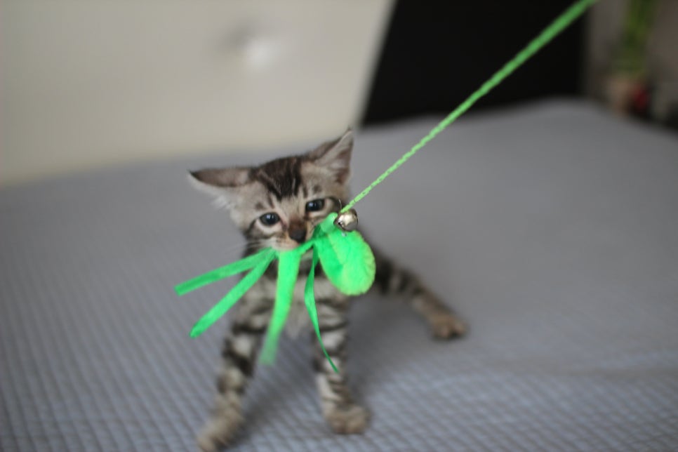 실버뱅갈고양이 남아 오늘 사진 찍었어요~ 관련 이미지 5