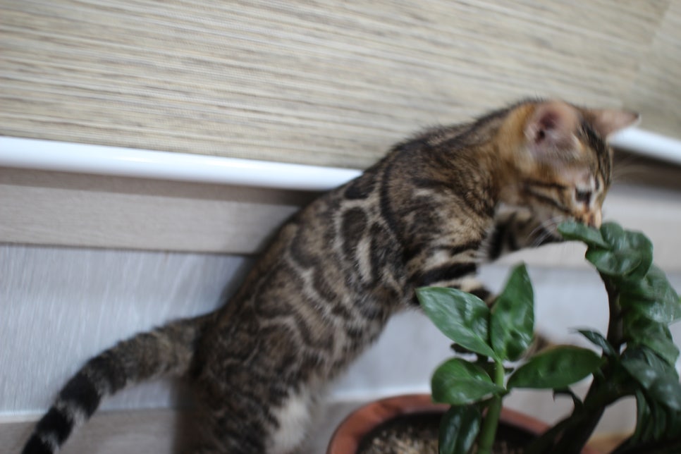 화초는 건들지 말자 ㅎㅎ; 관련 이미지 3