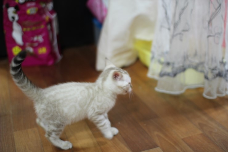 개구장이 실링스 뱅갈고양이 남아 공룡군~ 관련 이미지 4
