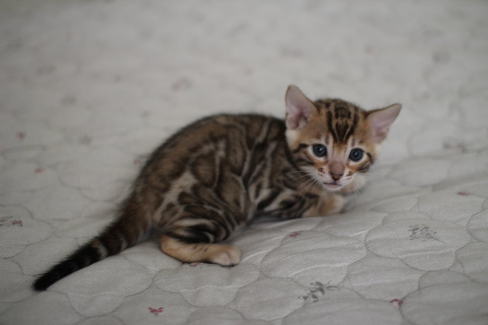 빅로젯이 멋진 뱅갈고양이 남아 분양해요~ 관련 이미지 6