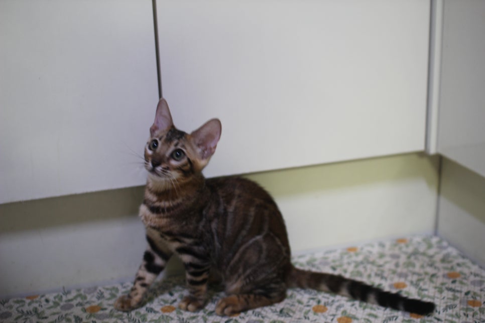 뱅갈고양이 분양중인 아이들 입니다~ 관련 이미지 9