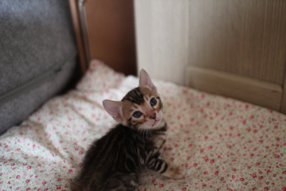 클라우드 로젯이 멋진 브라운 뱅갈고양이 여아 분양해요~ 관련 이미지 4