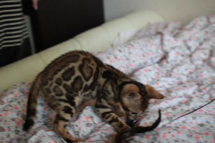 뱅갈고양이 남아 레모나 분양합니다... 관련 이미지 4