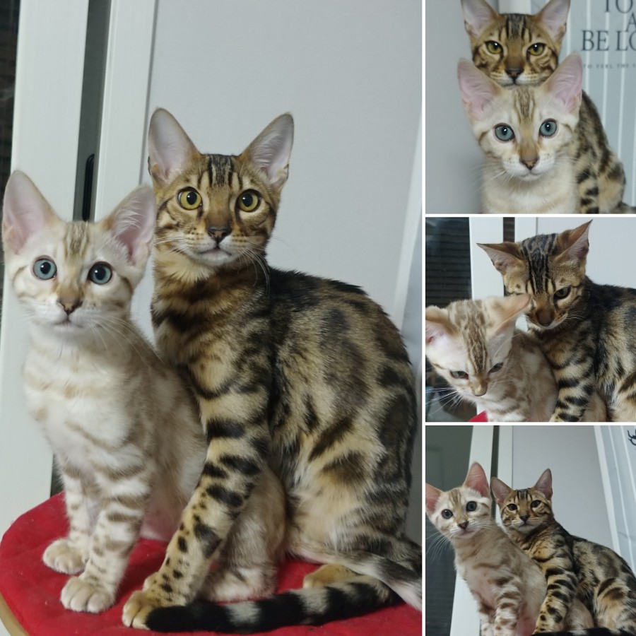 소유뱅갈고양이 캐터리로 미남 형제 사진이 왔어요~ 관련 이미지 1