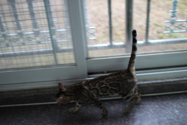 Soyu Lien 관련 이미지 11