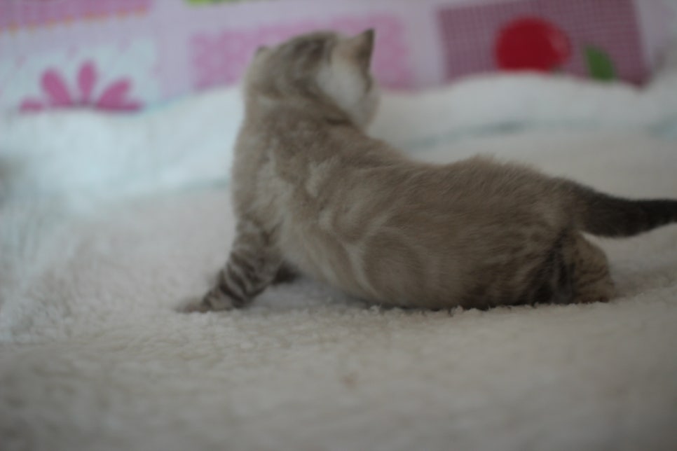 실링스 뱅갈고양이 남아 오늘 모습~ 관련 이미지 10