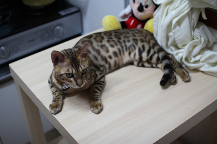 레이 녀석 몇달전 ~ 관련 이미지 5