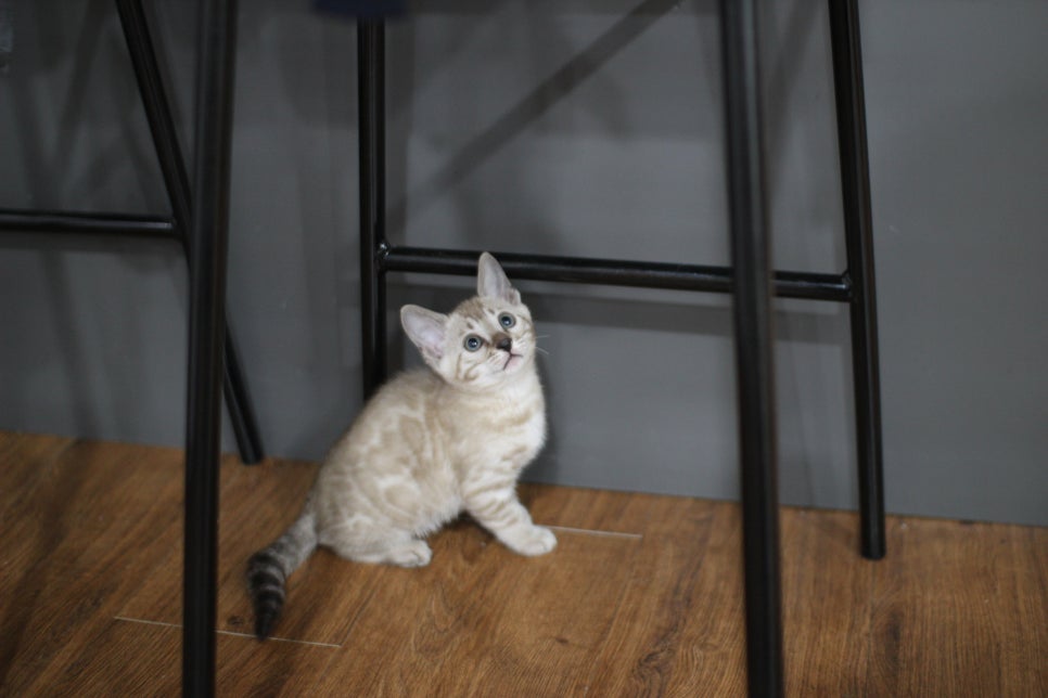 실밍크뱅갈고양이 남아 분양해요~~ 관련 이미지 3