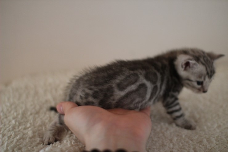 실버 뱅갈고양이 남아예요~ 관련 이미지 10