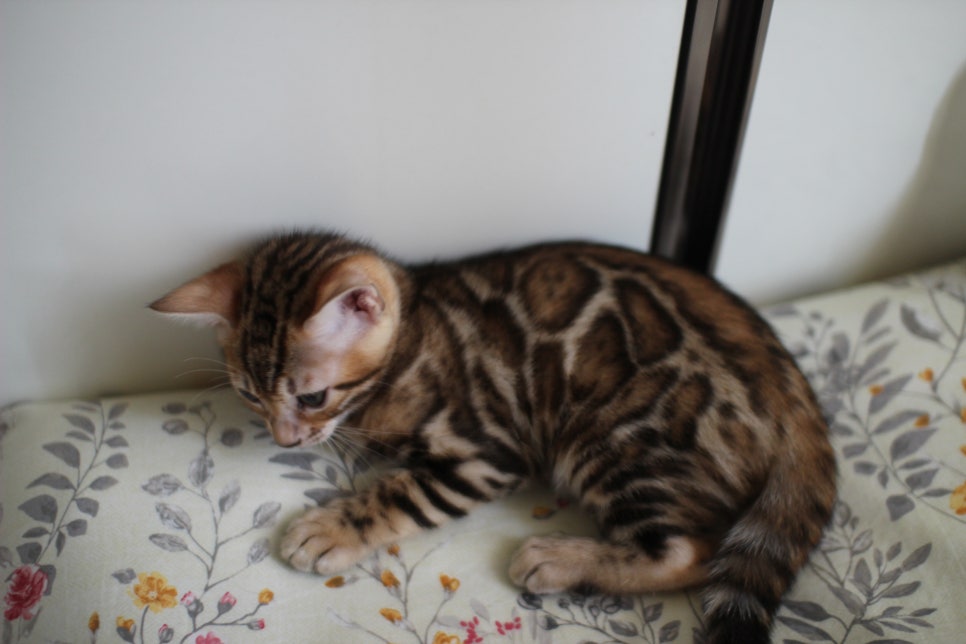 애교만점 개냥이 뱅갈고양이 남아 순둥군 분양해요~ 관련 이미지 18