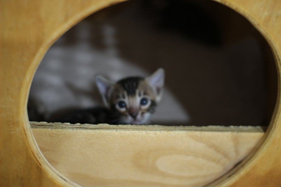성격이 엄~~~청 나게 좋은 브라운 뱅갈고양이 남아예요~ 관련 이미지 3