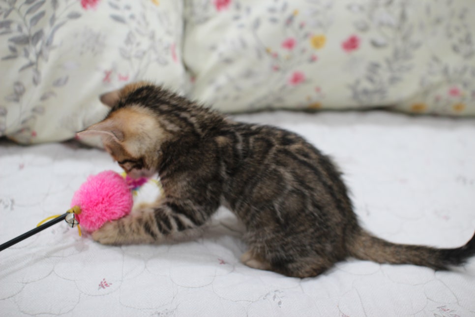 빅로젯이 멋진 완전완전 개냥이 남아 분양해요~ 관련 이미지 12