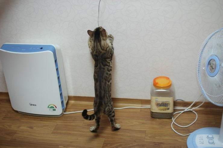 지금 분양하는 뱅갈고양이들에 아빠묘인 장고예요~ 관련 이미지 8