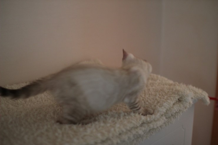 실링스 뱅갈고양이 키퍼 여아 많이 컸어요~ 관련 이미지 14