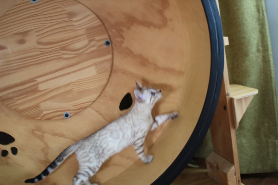 분양중인 스노우뱅갈고양이 남매예요~ 관련 이미지 25