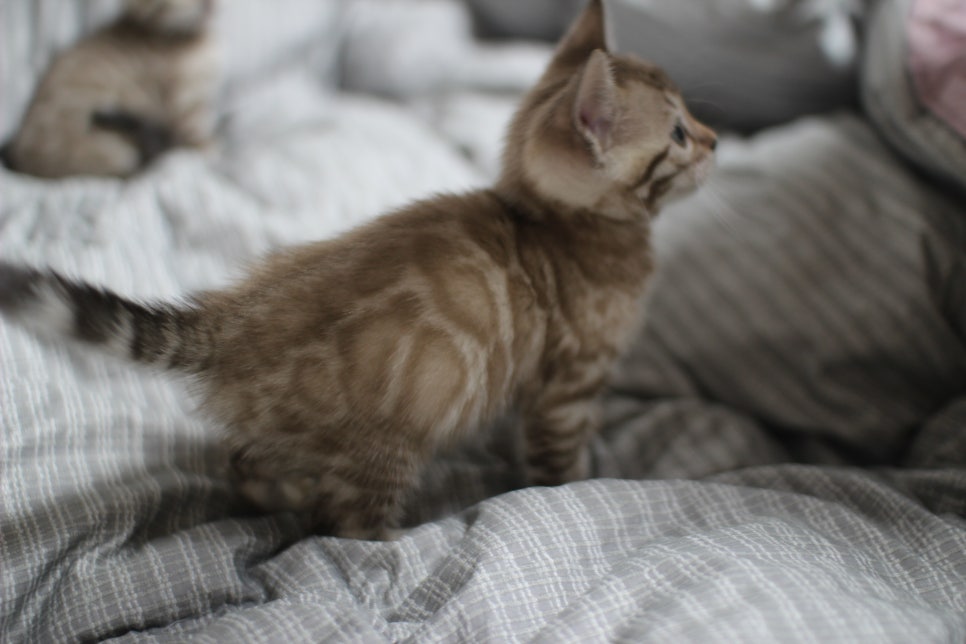 실밍크뱅갈고양이 여아 드림이 분양합니다~ 관련 이미지 4