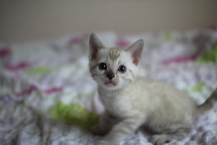 스노우 뱅갈고양이 흰둥이~ 관련 이미지 5
